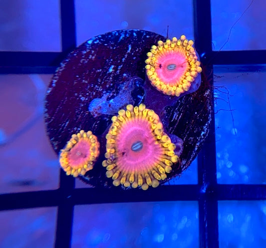 Pink Diamond Zoas