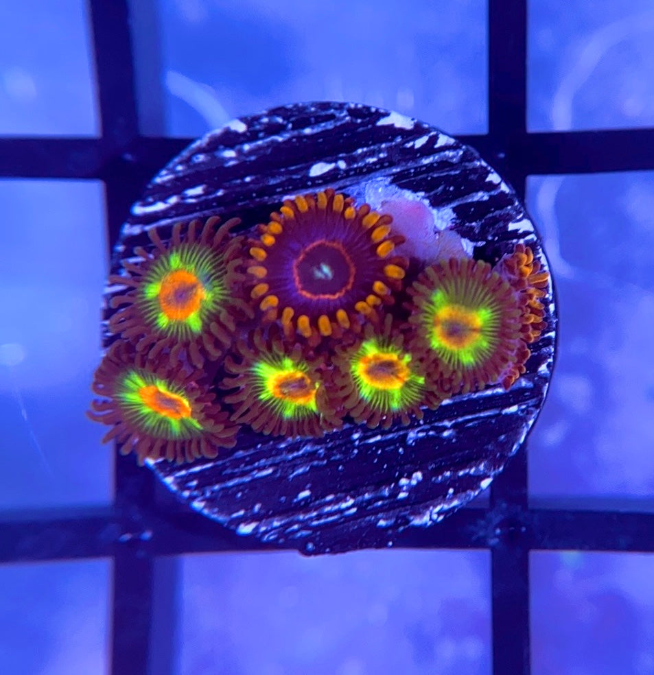 Brazilian Flag and Red Hornet Zoas