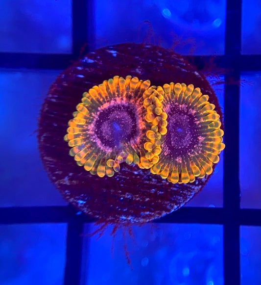 JF Acid Reflux Zoas