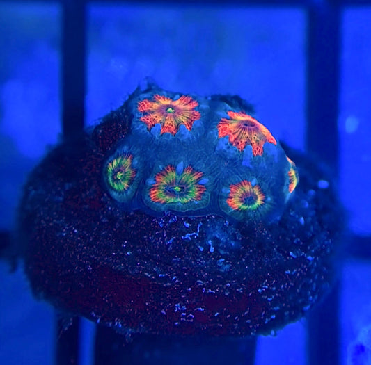 Holy Grail Micromussa