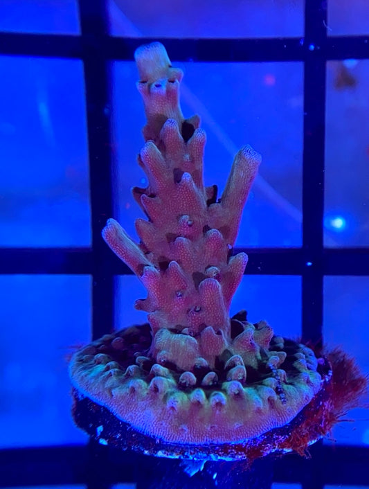 RRG Dry Ice Acro