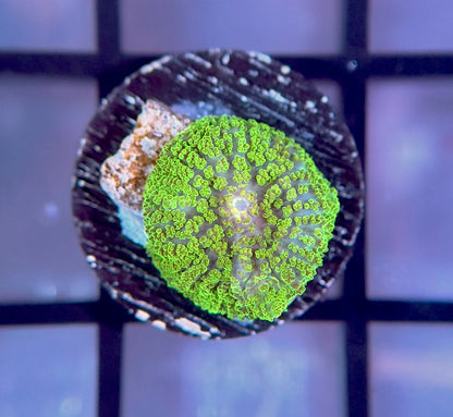Neon Green Rhodactis