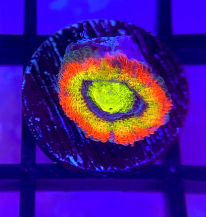 Holy Grail Micromussa