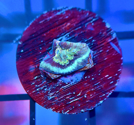 TG Platycakes Platygyra