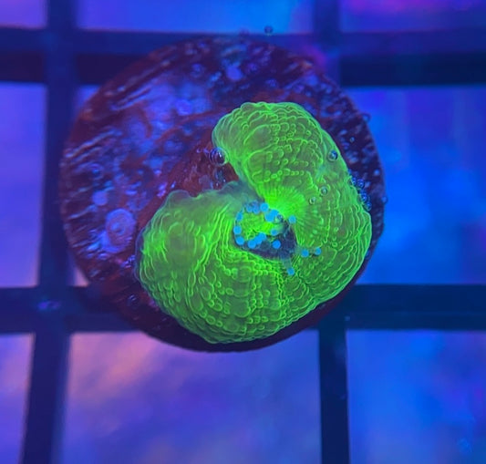 Bleeding Apple Bower