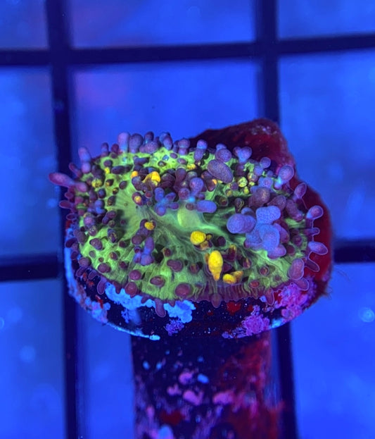 CB Fire Shroom