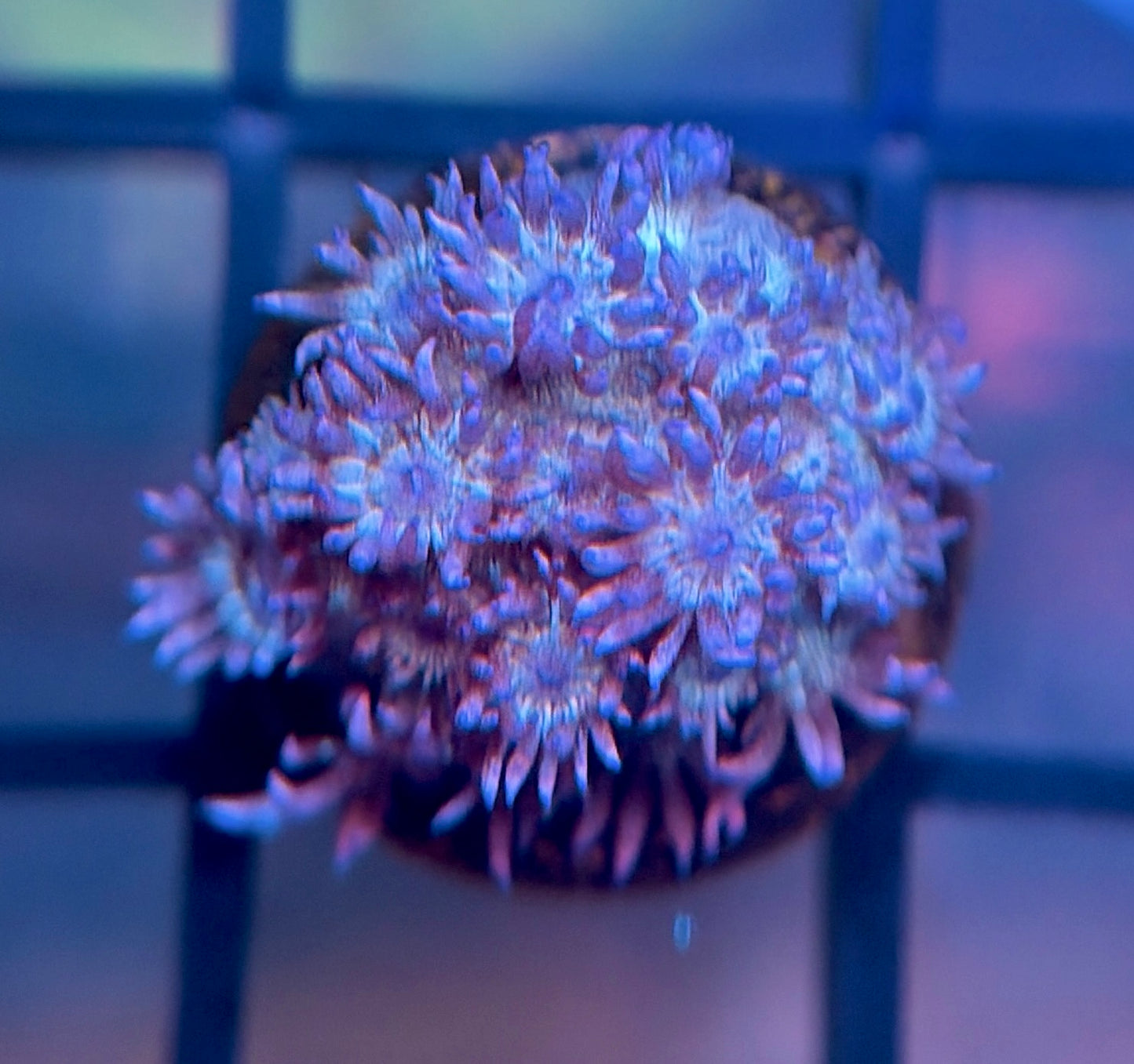 RRG Purple Glitter Goni