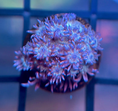 RRG Purple Glitter Goni