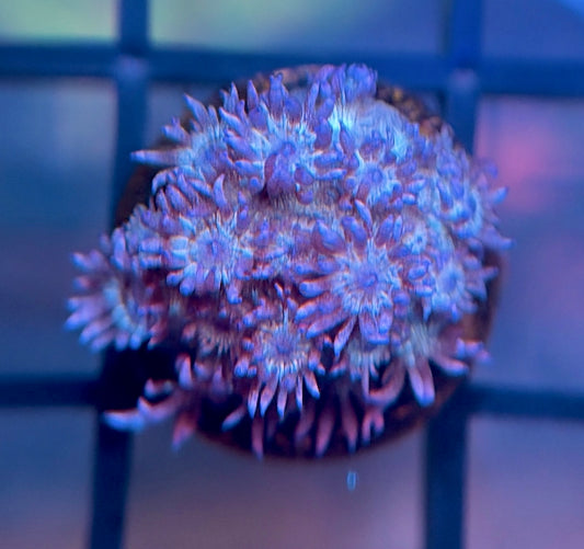 RRG Purple Glitter Goni