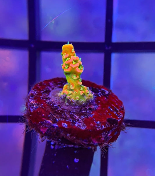ASD Rainbow Millepora