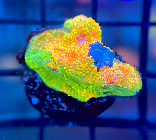 CCA Crayola Meltdown Chalice