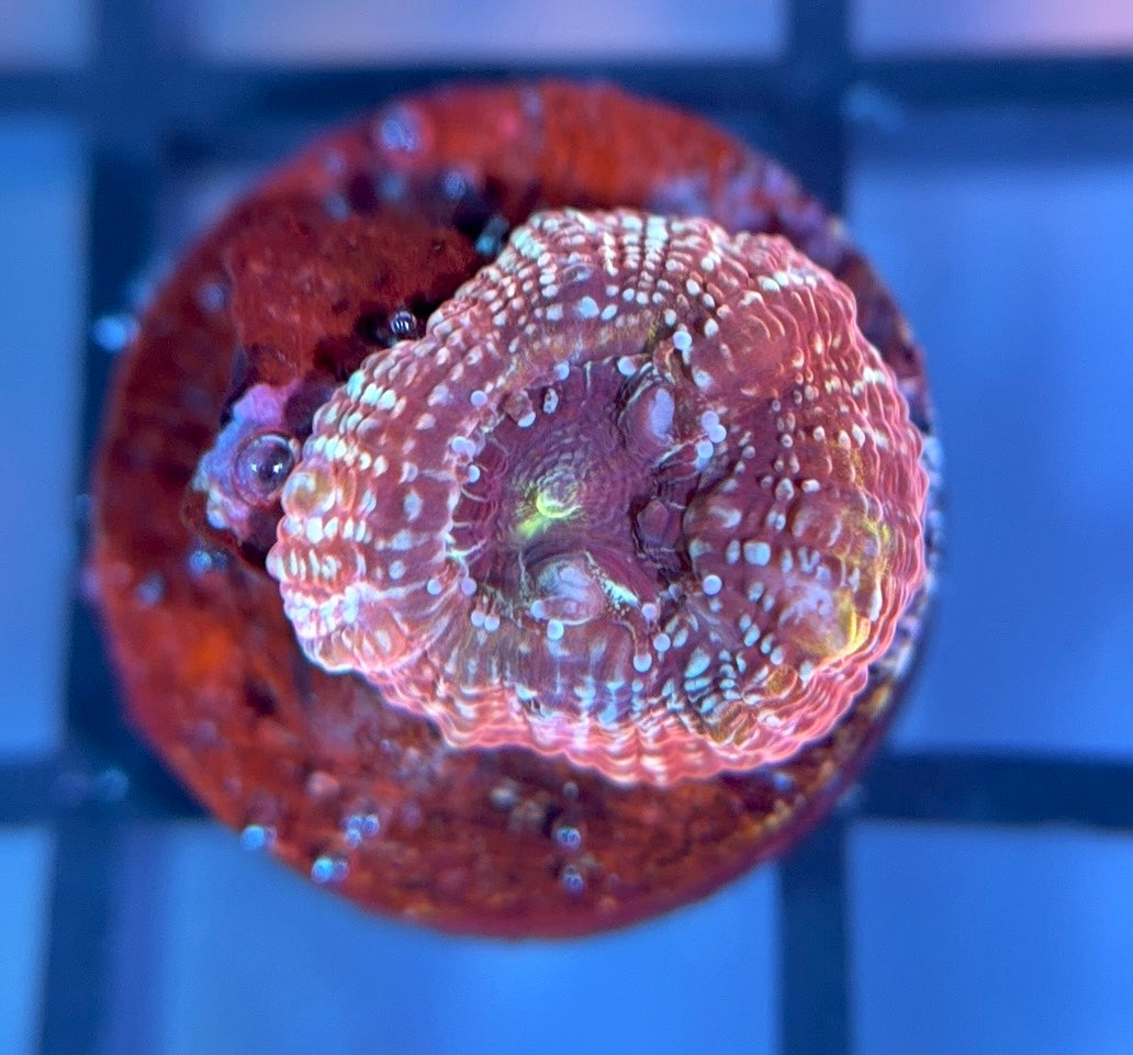 CB Rainbow Master Bower