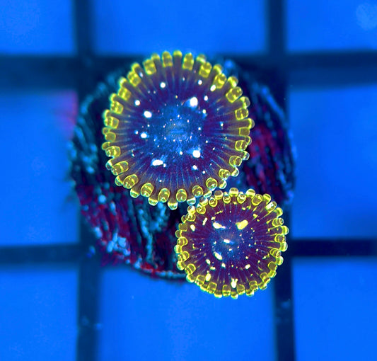Exosphere Zoas