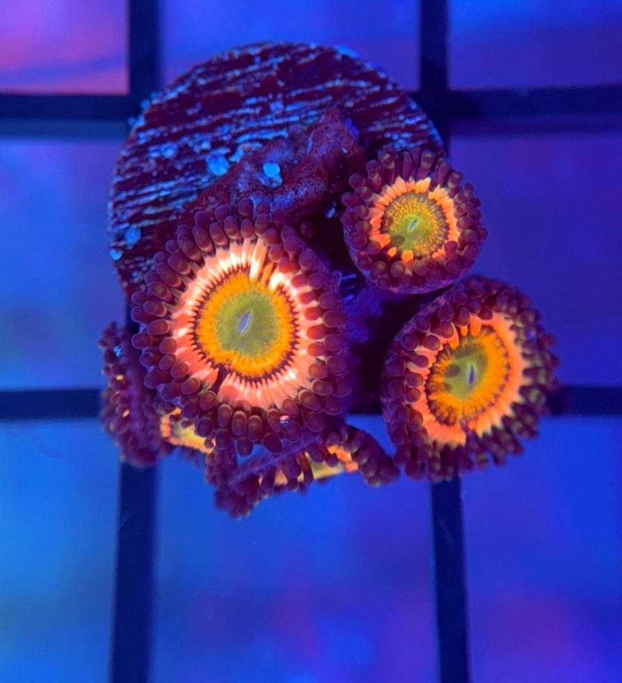 Citrus Cooler Zoas