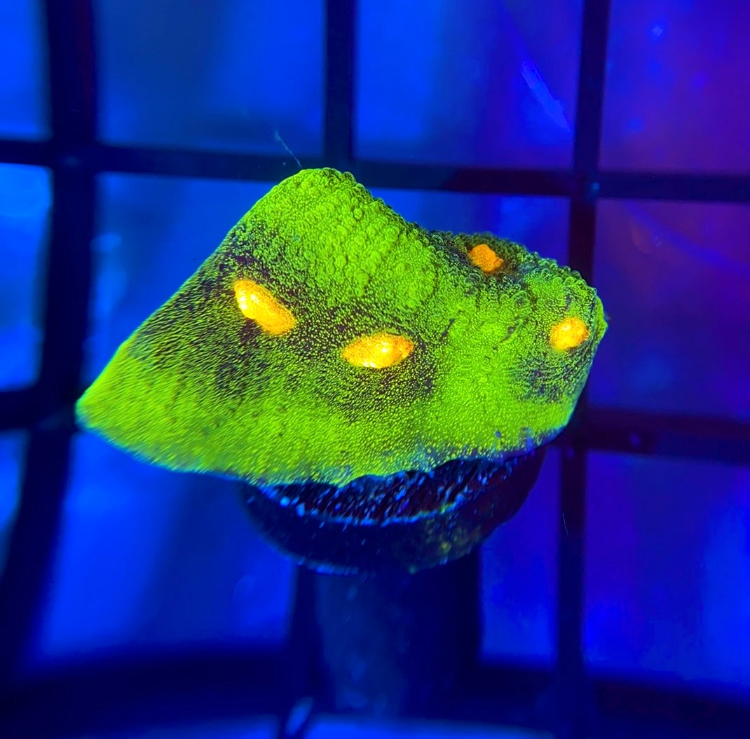 JF Raja Rampage Chalice