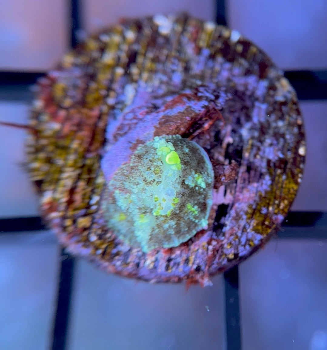 RRG Biohazard Bounce Mushroom