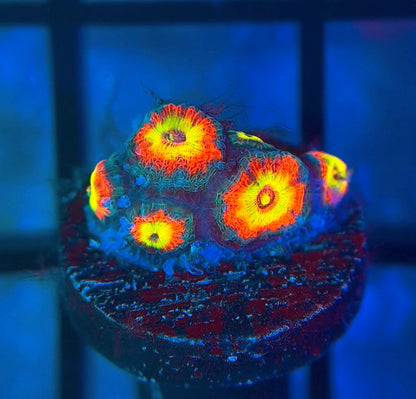 Holy Grail Micromussa