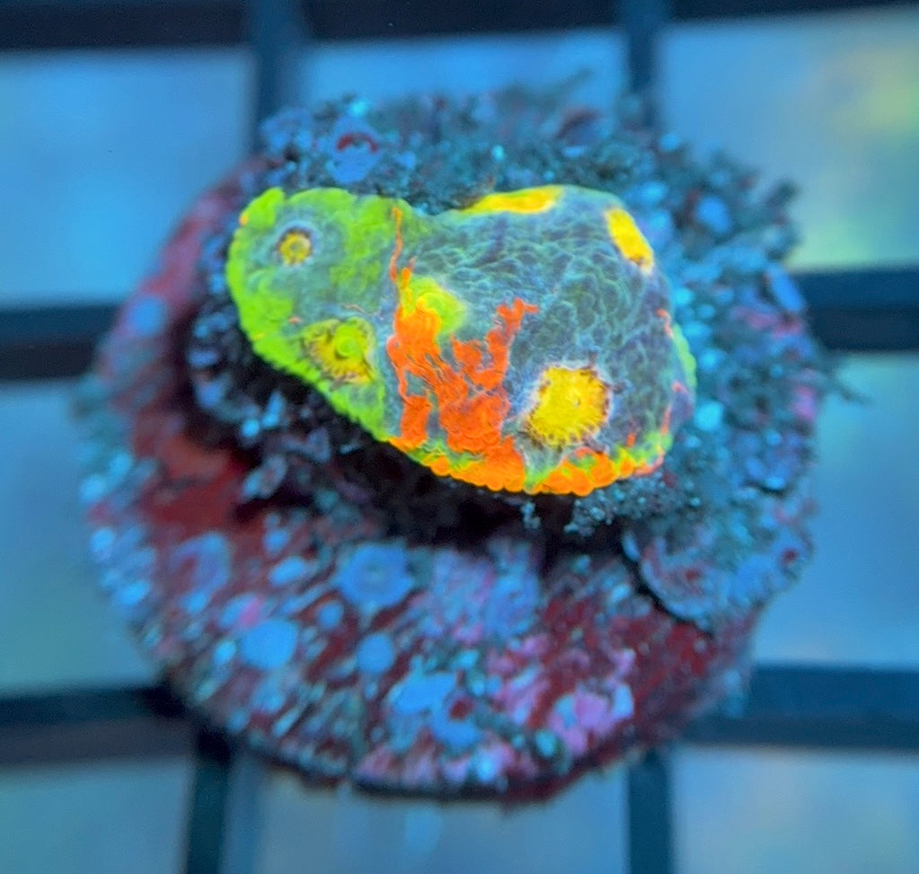 RRG Rainbow Dynamite Chalice