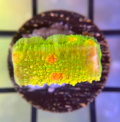 CCA Crayola Meltdown Chalice