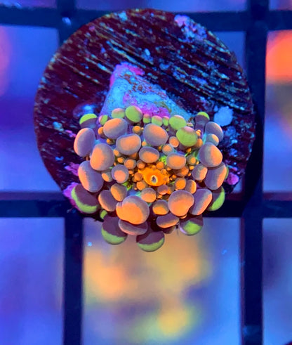 Bloodbath Godzilla Bounce Yuma