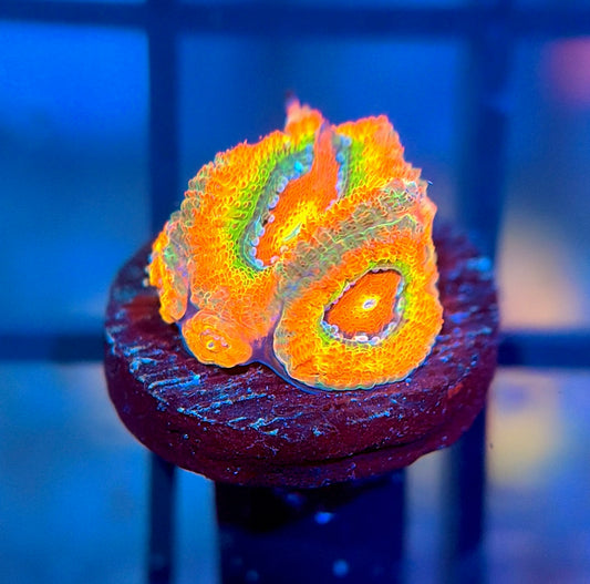 ECC Rainbow Road Micromussa