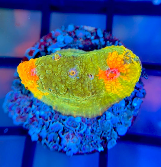 CCA Crayola Meltdown Chalice