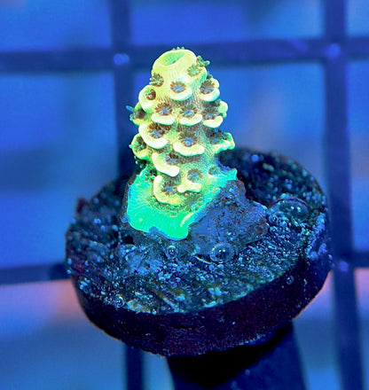 RRC Rainbow Splice Mille