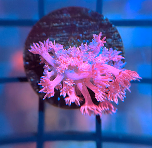 RRG Pink Princess Goni