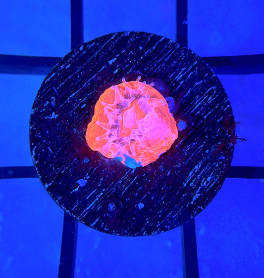 BMF Master Bowerbanki