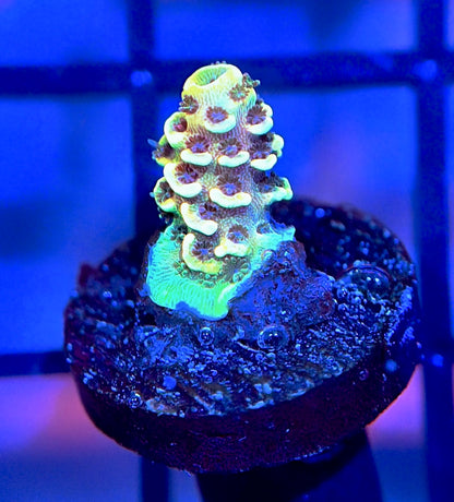 RRC Rainbow Splice Mille