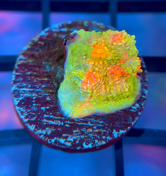 CCA Crayola Meltdown Chalice