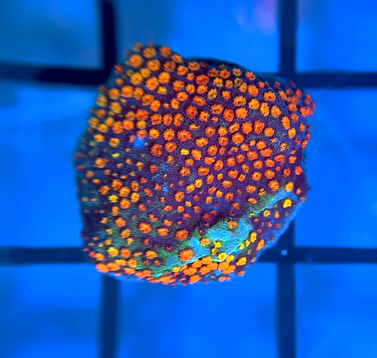 Rainbow Montipora