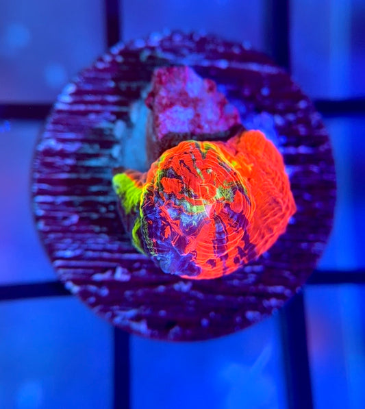 Master of the Universe Bowerbanki