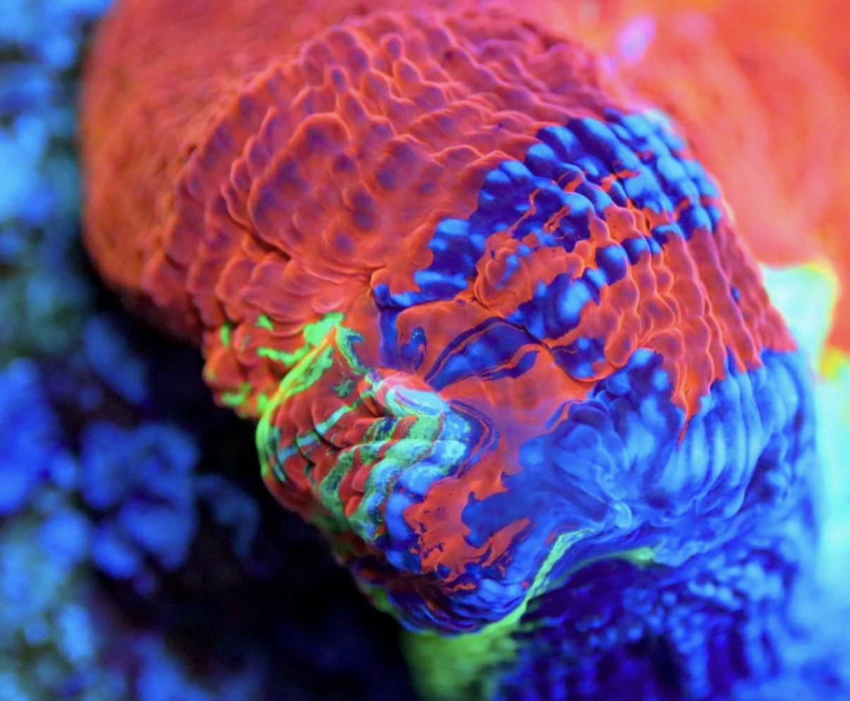 Master of the Universe Bowerbanki