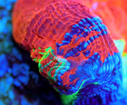 Master of the Universe Bowerbanki