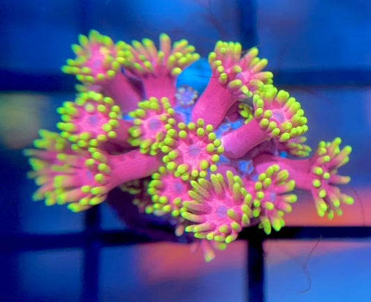 WWC Hollywood Nights Goni