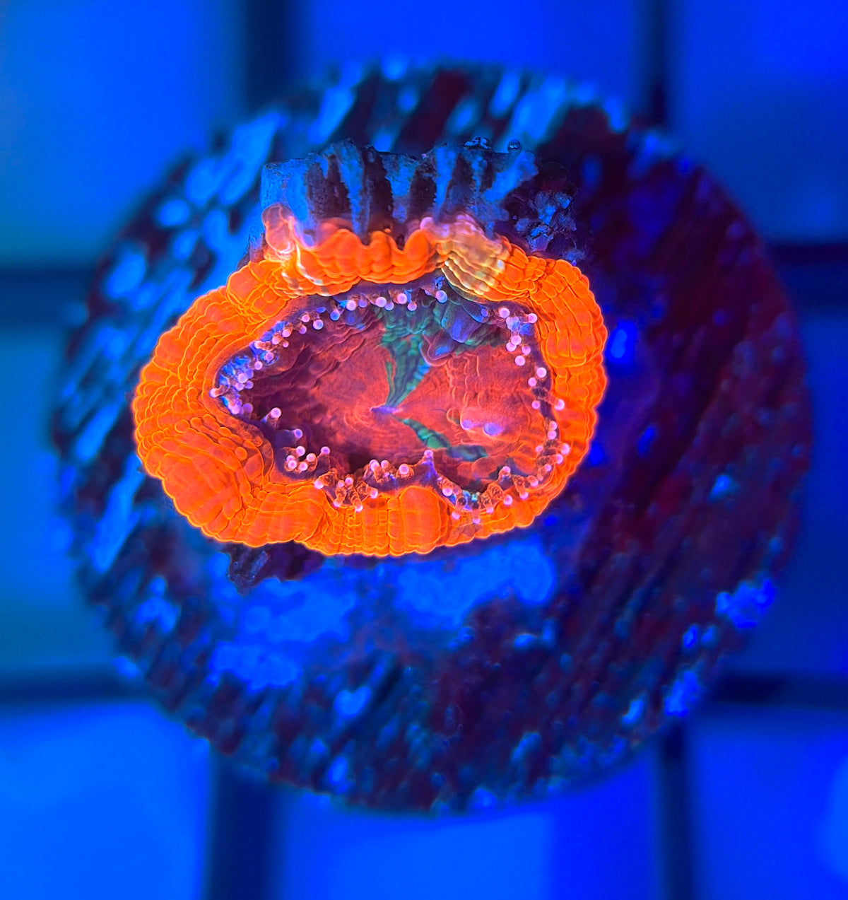 RRG Paint Splatter Master Bower