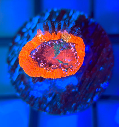 RRG Paint Splatter Master Bower