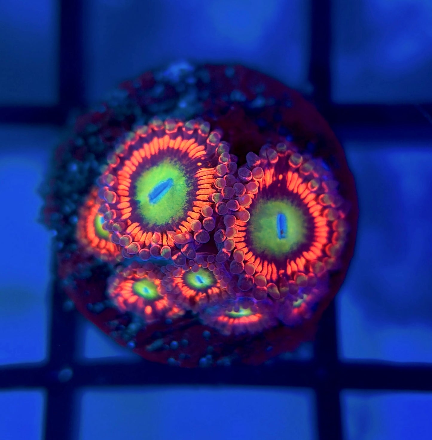 Hyper Phoenix Zoas