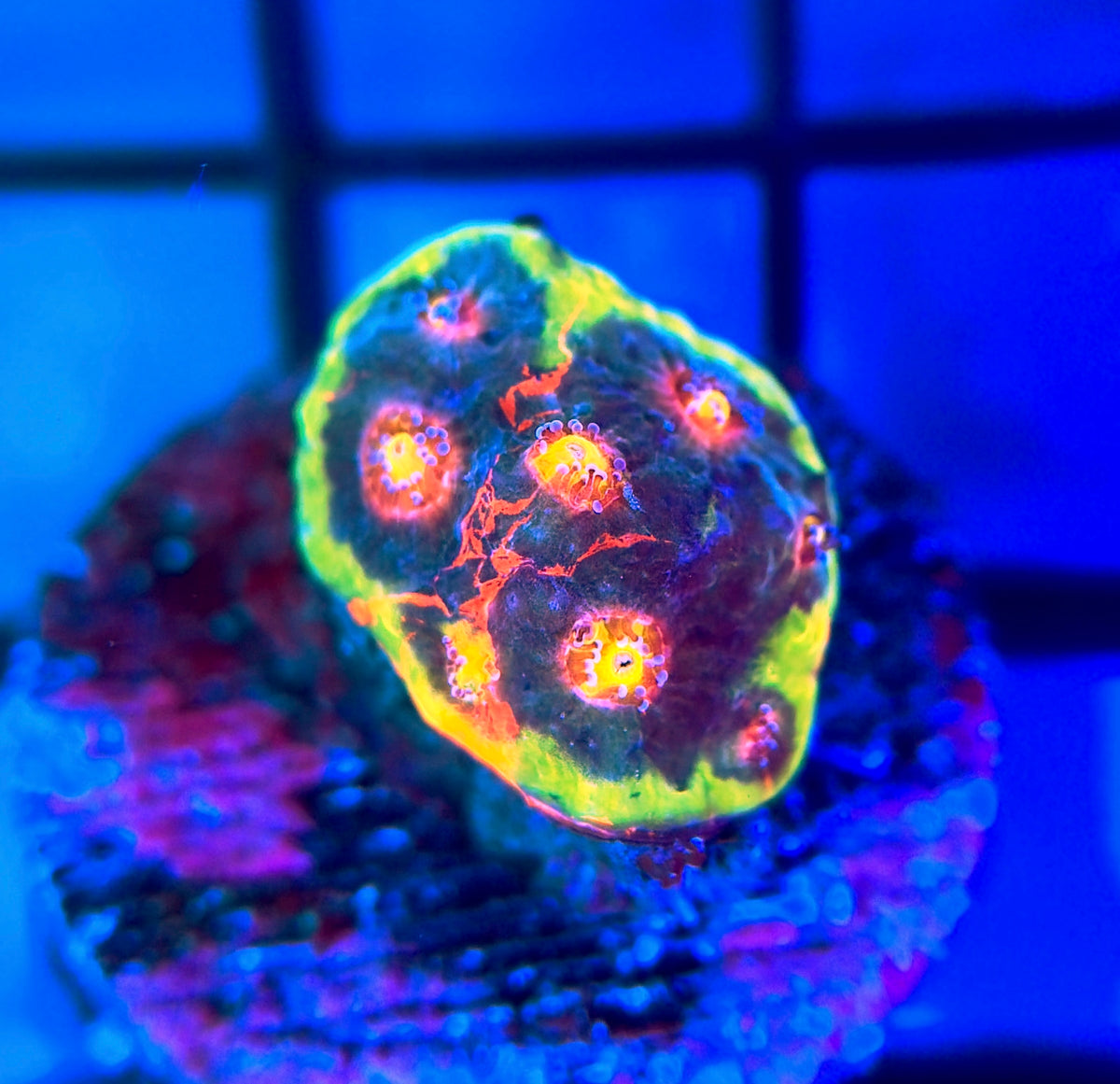 RRG Rainbow Dynamite Chalice