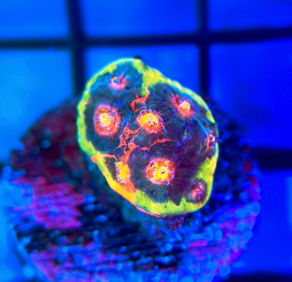 RRG Rainbow Dynamite Chalice