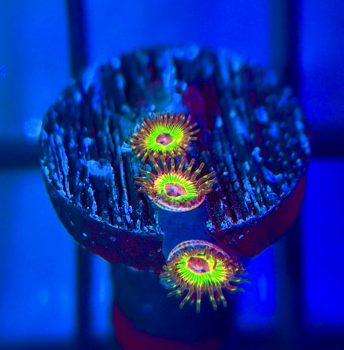 Luigi's Mansion Zoa
