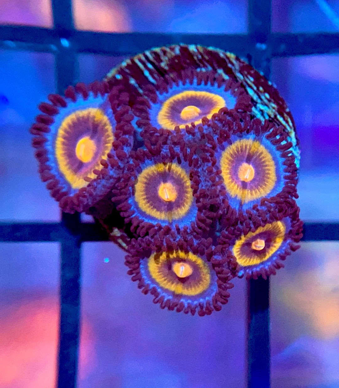 OG Wolverine Zoas