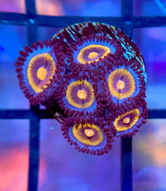 OG Wolverine Zoas