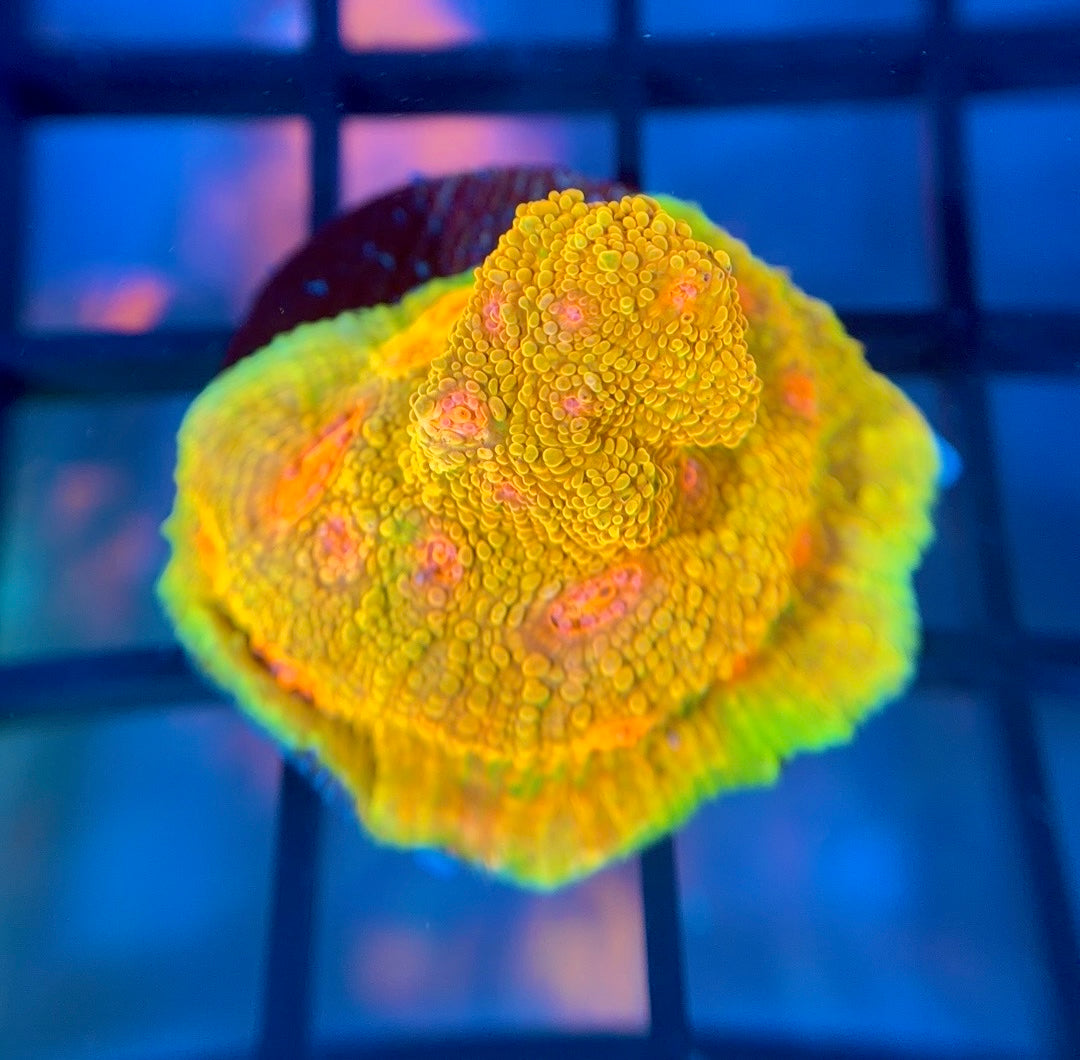 CCA Crayola Meltdown Chalice