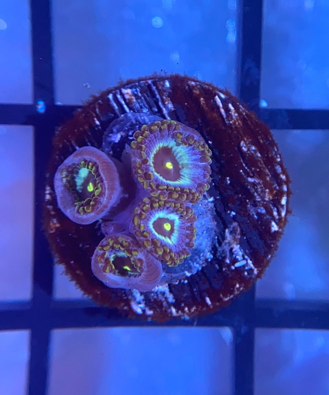 RRG Galactic Empire Zoas
