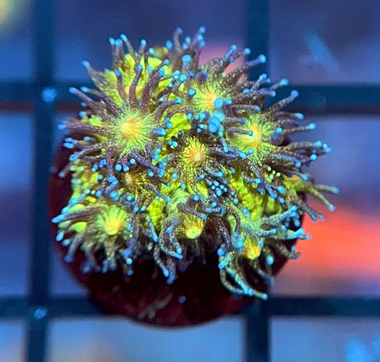 OG Glitter Bomb Goni