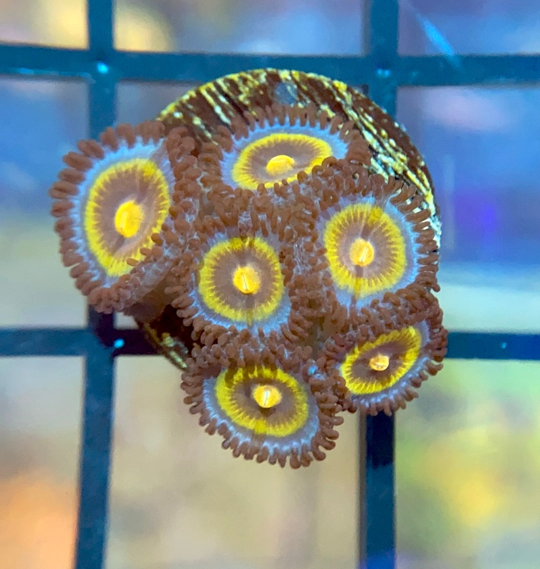OG Wolverine Zoas