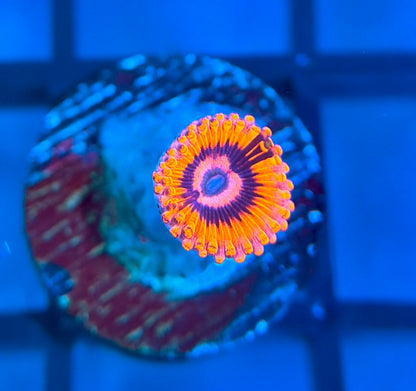 CB El Corazon Zoas