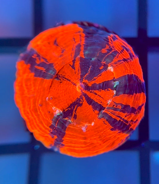 RRG Captain America Master Bower